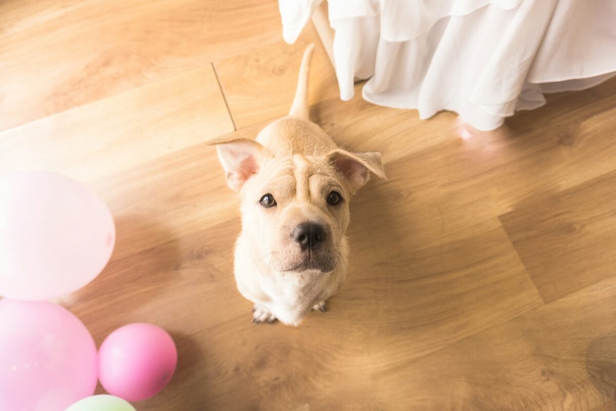 luxury vinyl flooring